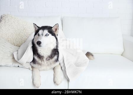 Beautiful cute husky with towel lying on sofa in white room Stock Photo