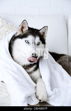 Beautiful cute husky with towel lying on sofa in white room Stock Photo