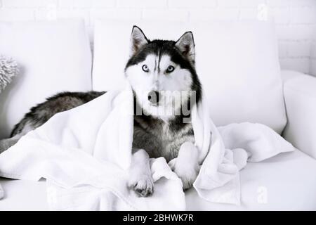 Beautiful cute husky with towel lying on sofa in white room Stock Photo