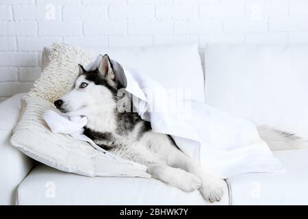 Beautiful cute husky with towel lying on sofa in white room Stock Photo