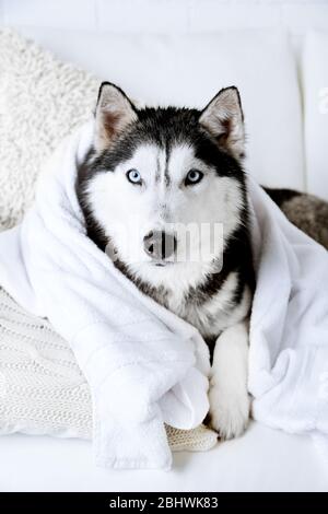 Beautiful cute husky with towel lying on sofa in white room Stock Photo