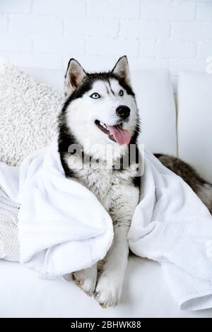 Beautiful cute husky with towel lying on sofa in white room Stock Photo