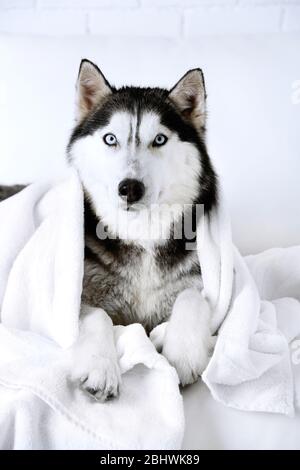 Beautiful cute husky with towel lying on sofa in white room Stock Photo