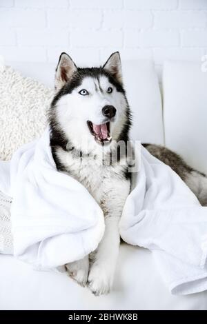 Beautiful cute husky with towel lying on sofa in white room Stock Photo