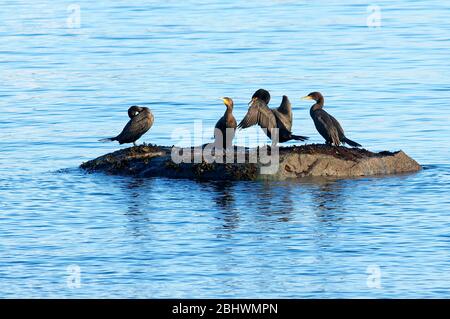 Double-crested Cormorants (Phalacrocorax aurtius) on a rock. Stock Photo