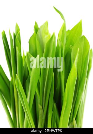 Wild leek isolated on white Stock Photo