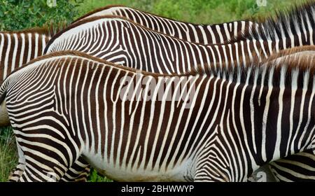 Dazzling stripes of endangered Grevy's Zebra from close-up in Buffalo Springs reserve, Samburu, Kenya