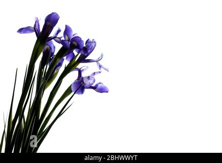 Iris flowers silhouette isolated on white background, photo with selective focus and copy space area. Iris Laevigata Stock Photo