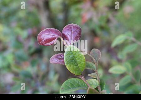 Redflower Loropetalum's red flowers and leaves. Loropetalum chinense Stock Photo