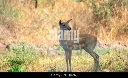 Femal Blackbuck; antelope; mammal Stock Photo