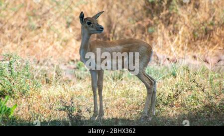 Femal Blackbuck; antelope; mammal Stock Photo