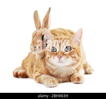 Red cat and rabbit isolated on white Stock Photo