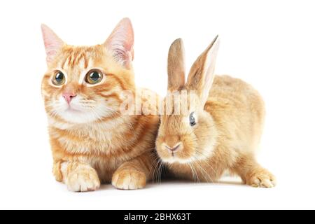 Red cat and rabbit isolated on white Stock Photo