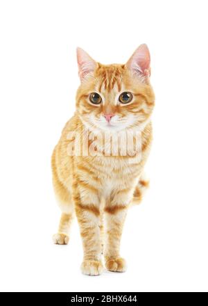 Portrait of red cat isolated on white Stock Photo