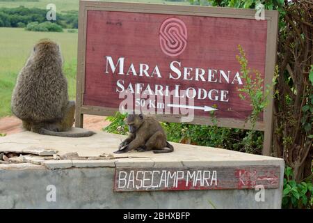 baboons are so interesting to watch. These two are sitting in Masai Mara on a road sign to Mara Serena Safari Lodge Stock Photo
