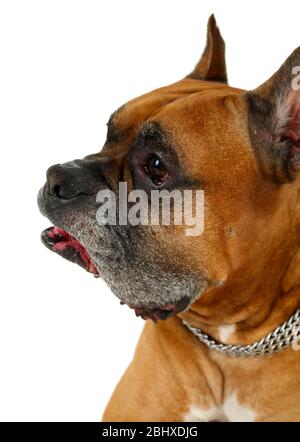 Boxer dog isolated on white background Stock Photo