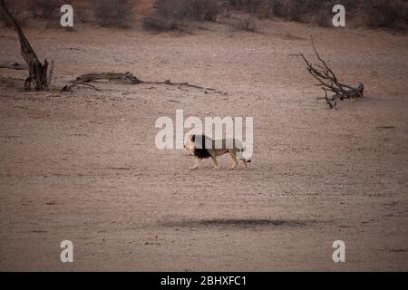 Kalahari Black-maned lion (Panthera leo), by Kalahari Tented Camp, Kgalagadi Transfrontier Park, South Africa Stock Photo