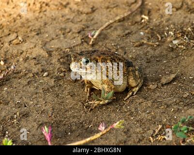 The cryptic marking of the Sombre Toad blends into its surroundings. Smaller than the Common Toad the Sombre Toad is found in the Western Rift region Stock Photo