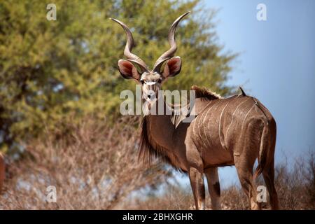 Male greater kudu (Tragelaphus strepsiceros), Kgalagadi Transfrontier Park, South Africa Stock Photo