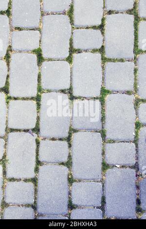 Cobblestone pavement with moss growing between stones Stock Photo