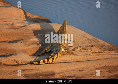 Crocodile (Crocodylus niloticus), Letaba River, Kruger National Park, South Africa Stock Photo