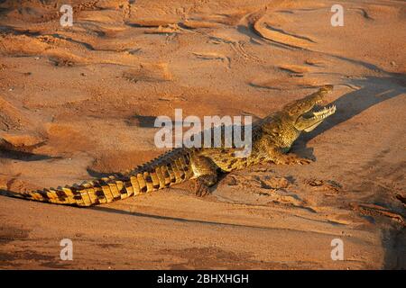 Crocodile (Crocodylus niloticus), Letaba River, Kruger National Park, South Africa Stock Photo