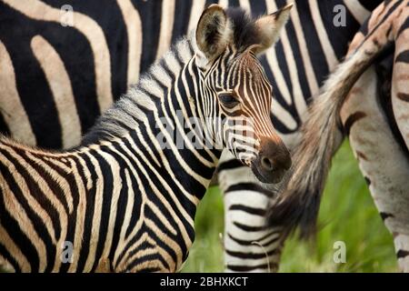Burchell's zebra foal (Equus quagga burchellii), Kruger National Park, South Africa Stock Photo