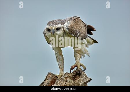 Immature martial eagle (Polemaetus bellicosus), Kruger National Park, South Africa Stock Photo