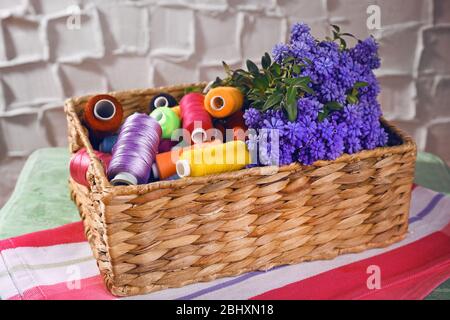 Beautiful muscari - hyacinth in wicker basket with spools of thread on wall background Stock Photo