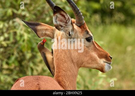 Red-billed Oxpecker (Buphagus erythrorhynchus), on Impala (Aepyceros melampus melampus), Kruger National Park, South Africa Stock Photo