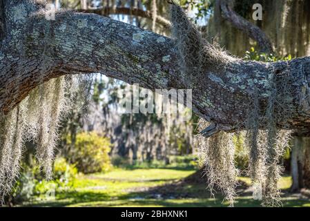 Florida Live Oak tree with Spanish moss along Lake Minneola in Clermont, Florida. (USA) Stock Photo