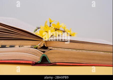 small yellow blooming forsythia flowers on open old books with battered leaves Stock Photo