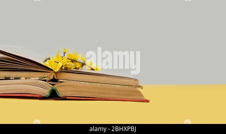 small yellow blooming forsythia flowers on open old books with battered leaves. book banner Stock Photo