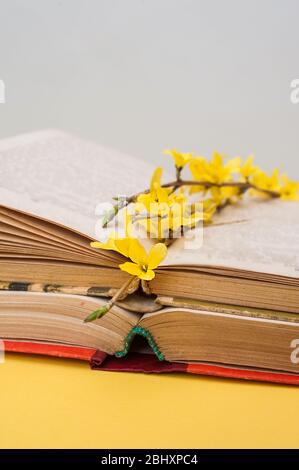 small yellow blooming forsythia flowers on open old books with battered leaves. Vertically Stock Photo