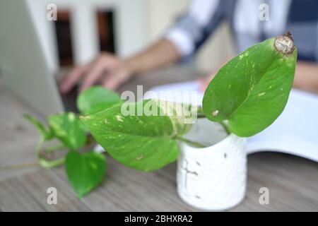 Woman typing on her computer laptop. Soft blur. Focus on money plant. Work at home concept. Stock Photo