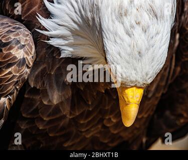 bald eagle head shot Stock Photo