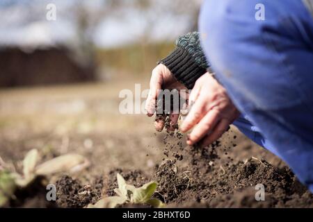 Senior man hands working at his huge garden, preparing soil for planting, gardening concept Stock Photo