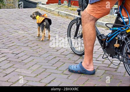 Leashed small dog with orange life jacket and leg of a man in orange shorts on a folding bike. Image with copy space. Stock Photo