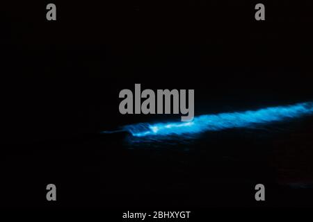 La Jolla, CA. April 26, 2020. At night, ocean waves glow with bioluminescence during a red tide event. The blue phosphorescence light is caused when m Stock Photo