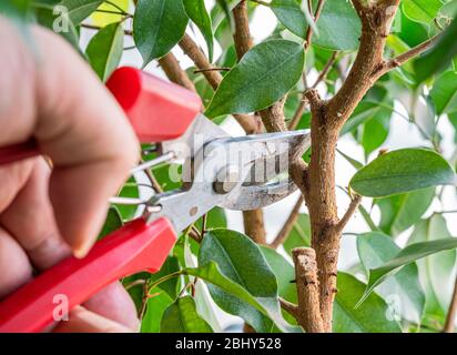 The hand of a man cutting a twig using a pruning shearer Stock Photo