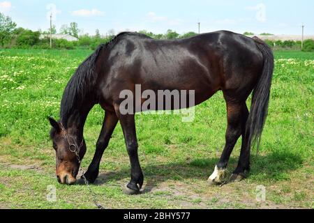 Beautiful dark horse grazing over green grass background Stock Photo