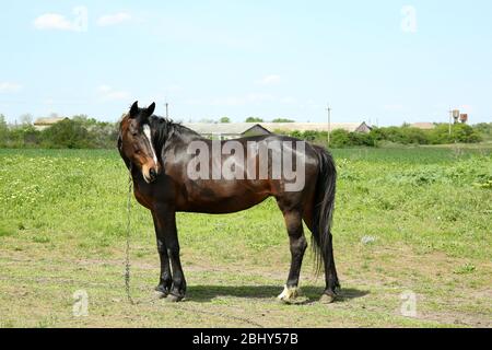 Beautiful dark horse grazing over green grass background Stock Photo