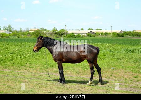 Beautiful dark horse grazing over green grass background Stock Photo