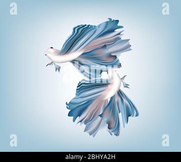 Beautiful blue metallic Siamese fighting fish on color background Stock Vector
