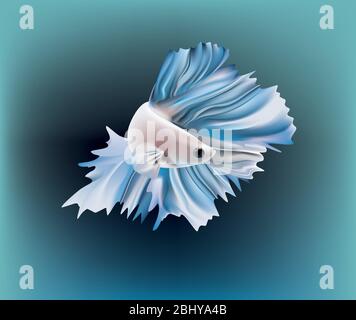 Beautiful blue metallic Siamese fighting fish on color background Stock Vector