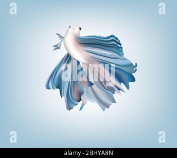 Beautiful blue metallic Siamese fighting fish on color background Stock Vector