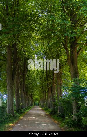 Alley, with award 'Schoene Allee 2010' or 'Beautiful Alley', Bad Malente-Rachut, District Ostholstein, Schleswig-Holstein, North Germany, Europe Stock Photo