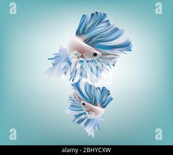 Beautiful blue metallic Siamese fighting fish on color background Stock Vector