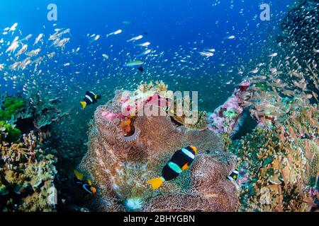 Underwater image of a family of cute banded Clownfish (Clarks Anemonefish) on a tropical coral reef in Thailand's Similan Islands Stock Photo