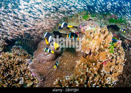 Underwater image of a family of cute banded Clownfish (Clarks Anemonefish) on a tropical coral reef in Thailand's Similan Islands Stock Photo